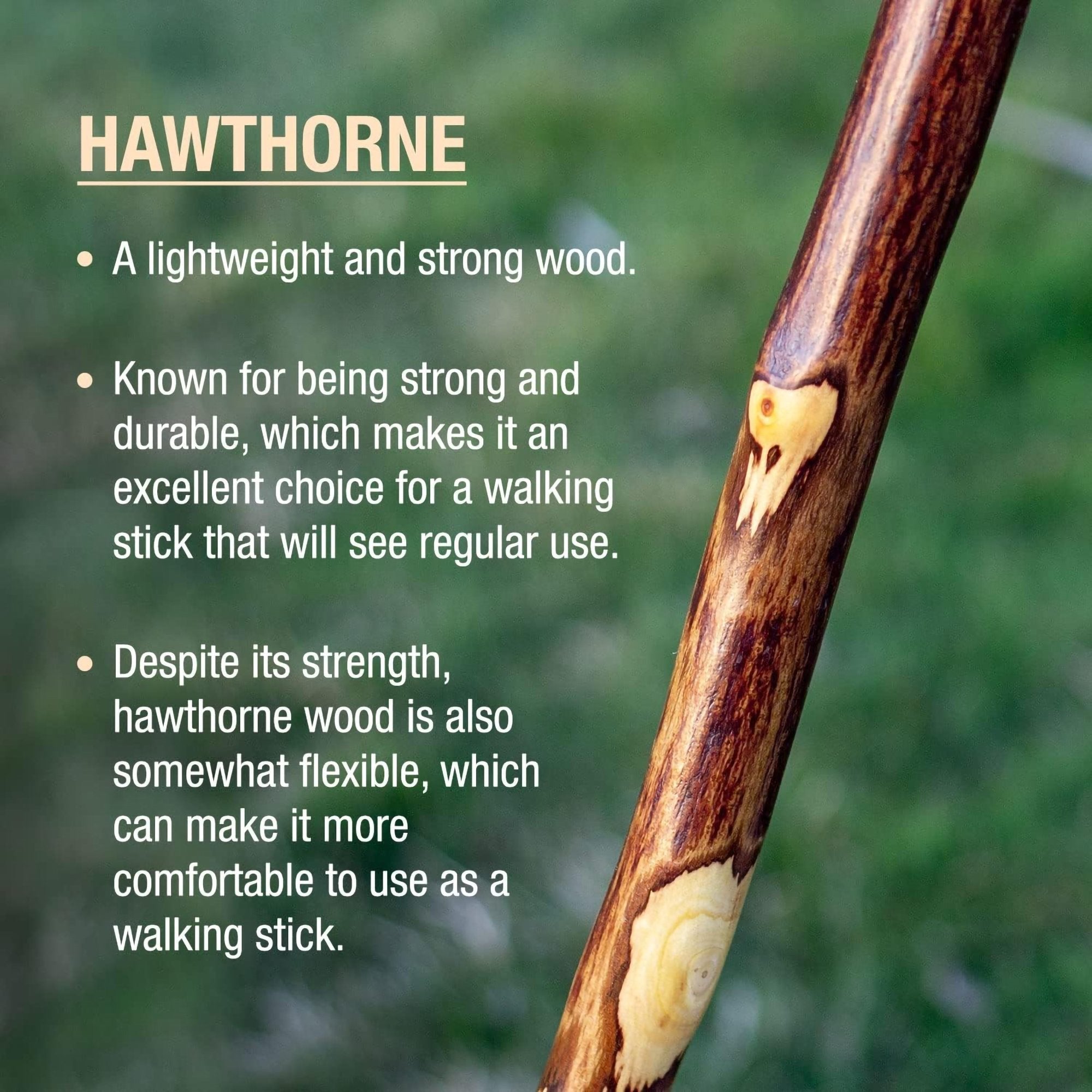 Brazos™ Hawthorn Rustic Walking Stick, 48-Inch Height (1 Unit)